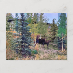 Wild Elch in der wyoming Postcard Postkarte