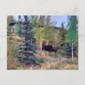 Wild Elch in der wyoming Postcard Postkarte (Vorderseite)