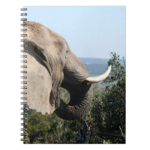 Wild Elephant Eating, Südafrika Notizblock