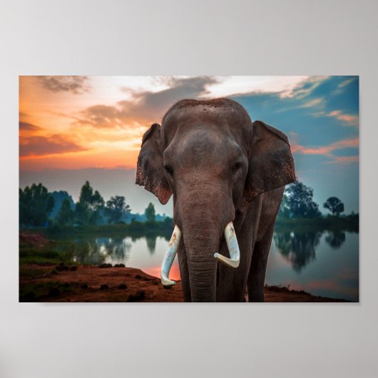 Wild Elephant Poster (Vorne)