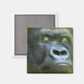 Wild Eyes - Silverback Art Magnet (Vorderseite/Rückseite)