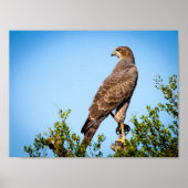 Wild Falcon Bird Poster (Vorne)