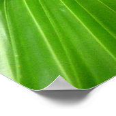 Wild Fan Palms Poster (Ecke)