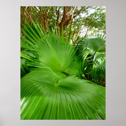 Wild Fan Palms Poster (Vorne)