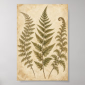 Wild-Farn-Schrank-Kunstprint Poster (Vorne)