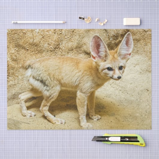 Wild Fennec Fox Seidenpapier (Handwerk)
