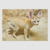 Wild Fennec Fox Seidenpapier (Vorderseite)