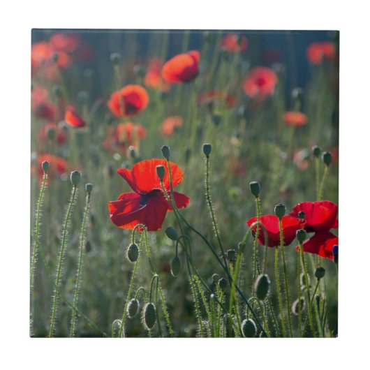 Wild Field of Poppies Keramik Tile Fliese (Vorderseite)