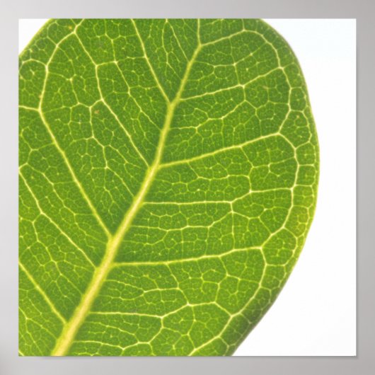 Wild Fig Green Leaf Texture Nature Poster (Vorne)