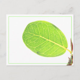 Wild Fig Rich Green Leaf Postcard Feiertagspostkarte