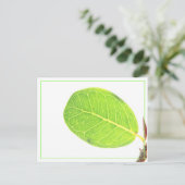Wild Fig Rich Green Leaf Postcard Feiertagspostkarte (Stehend Vorderseite)