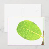 Wild Fig Rich Green Leaf Postcard Feiertagspostkarte (Vorne/Hinten)