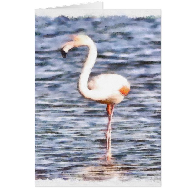 Wild Flamingo (Vorne)
