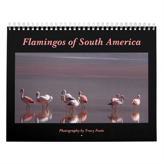 Wild Flamingo Südamerika Vögel Kalender (Titelbild)