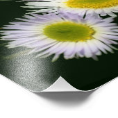 Wild Fleabane Daisy Blume 8x10 Fotodruck (Ecke)
