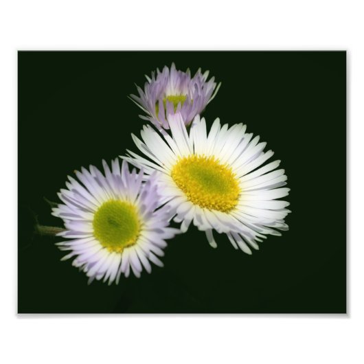 Wild Fleabane Daisy Blume 8x10 Fotodruck (Vorne)