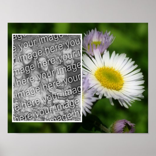 Wild Fleabane Daisy Blume Frame Ihr Foto hinzufüge Poster (Vorne)