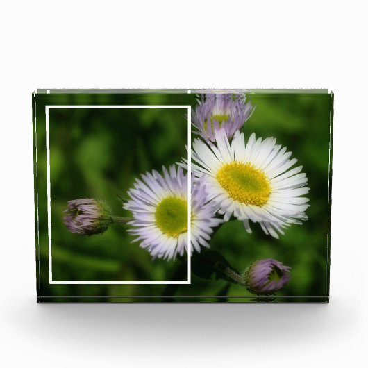 Wild Fleabane Daisy Blume Ihre eigenen Fotoblock (Vorderseite)