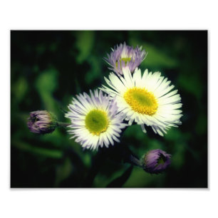 Wild Fleabane Daisy Blume Nah bis 8x10 Fotodruck