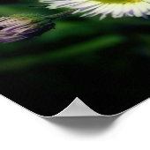 Wild Fleabane Daisy Blume Nah Up Poster (Ecke)