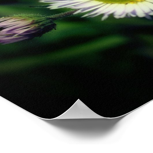 Wild Fleabane Daisy Blume Nah Up Poster (Ecke)