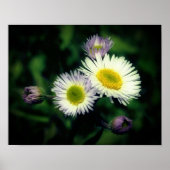 Wild Fleabane Daisy Blume Nah Up Poster (Vorne)
