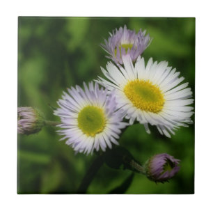 Wild Fleabane Daisy Blume Nature Fliese