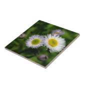 Wild Fleabane Daisy Blume Nature Fliese (Seite)