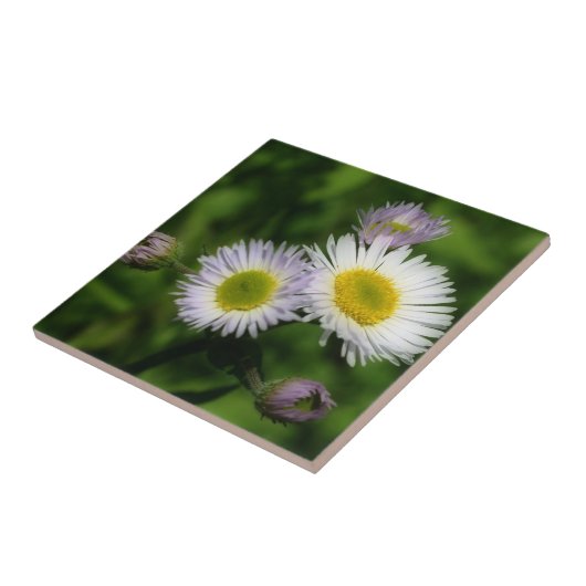 Wild Fleabane Daisy Blume Nature Fliese (Seite)