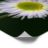 Wild Fleabane Daisy Blume Poster (Ecke)