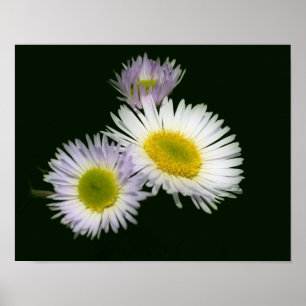 Wild Fleabane Daisy Blume Poster