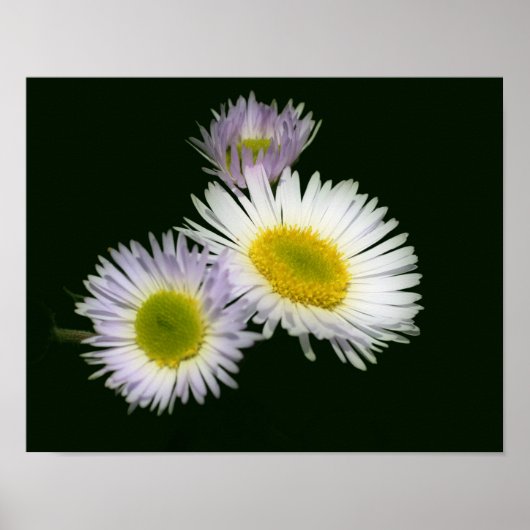 Wild Fleabane Daisy Blume Poster (Vorne)