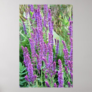 Wild flower fields purple salvia Romania Poster