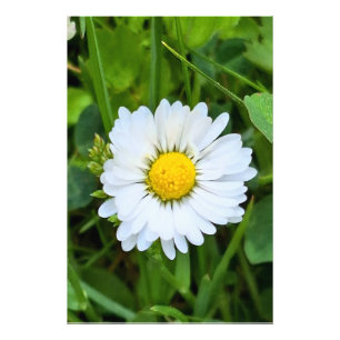 Wild Flower Rumänien – Botanische Makrofotografie Fotodruck