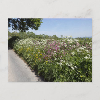 Wild flowers Herefordshire Postkarte