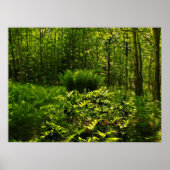 Wild Forest Ferns Poster (Vorne)