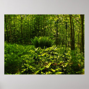 Wild Forest Ferns Poster