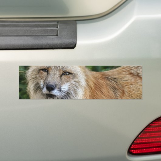 Wild Fox Autoaufkleber (Auf Auto)