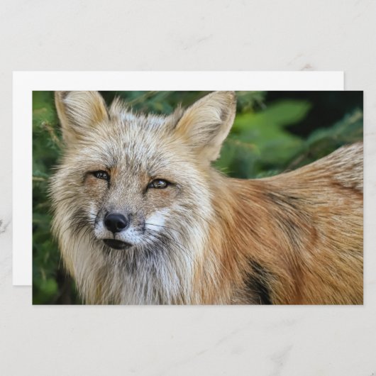 Wild Fox Briefpapier (Vorne/Hinten)