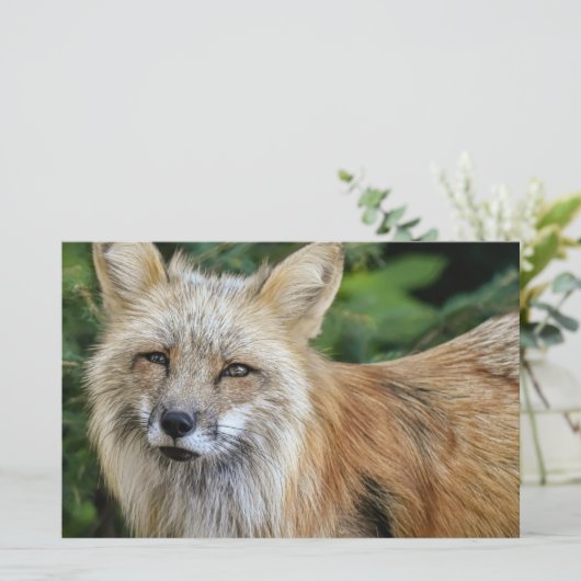 Wild Fox Briefpapier (Stehend Vorderseite)
