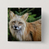 Wild Fox Button (Vorderseite)