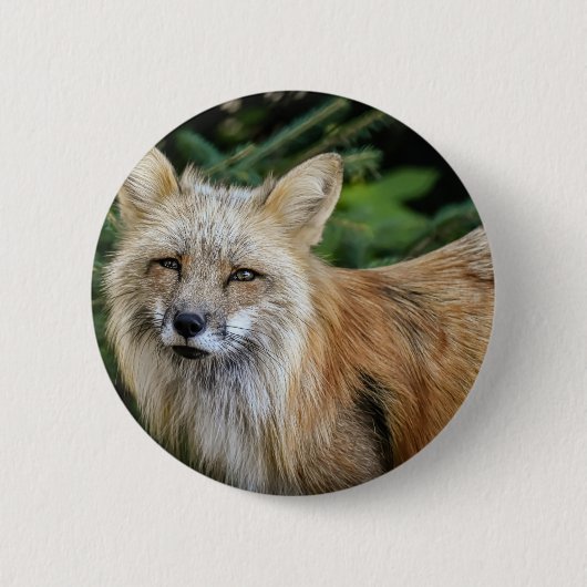 Wild Fox Button (Vorderseite)