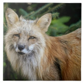 Wild Fox Fliese (Vorderseite)