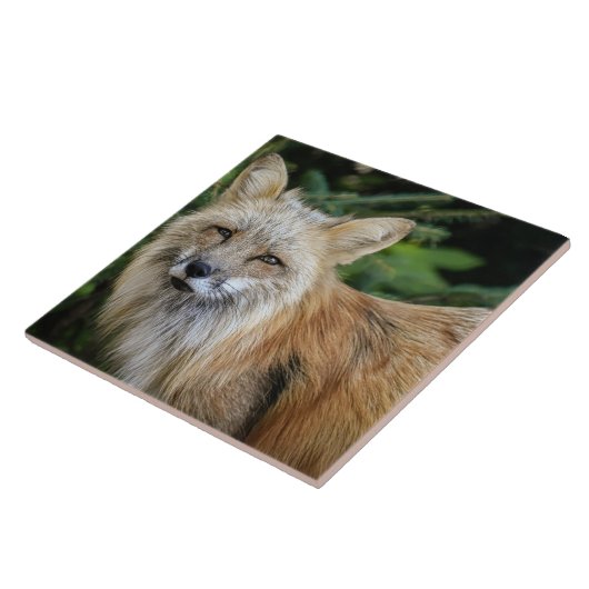 Wild Fox Fliese (Seite)