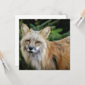 Wild Fox Karte (Vorderseite/Rückseite Beispiel)