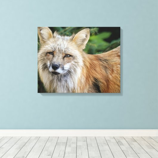 Wild Fox Leinwanddruck (Insitu (Holzboden))