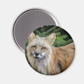 Wild Fox Magnet (Vorderseite/Rückseite)