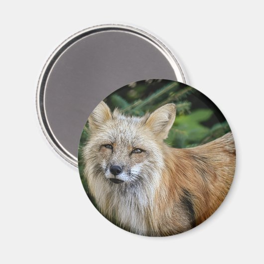 Wild Fox Magnet (Vorderseite/Rückseite)