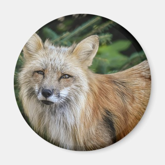 Wild Fox Magnet (Vorne)