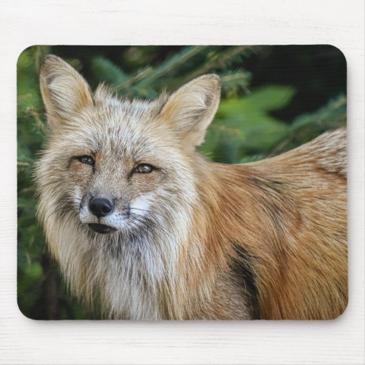 Wild Fox Mousepad (Vorne)